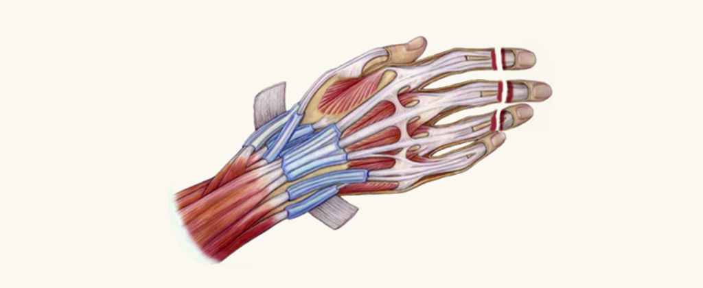 microvascular hand diagram